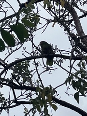 Amazona leucocephala