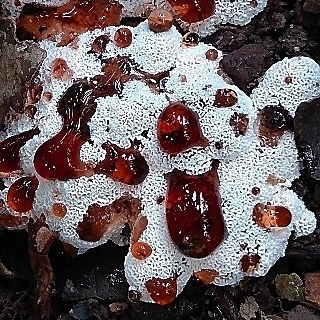 Abortiporus biennis · July 2022 · photo: © lelacappelli (iNaturalist, cc0)
