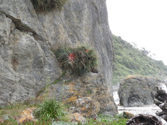 Fascicularia bicolor