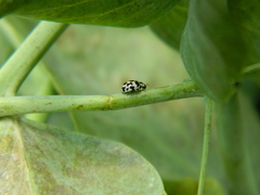 Psyllobora picta