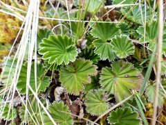 Alchemilla orbiculata
