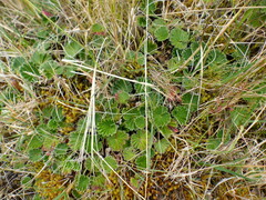 Alchemilla orbiculata
