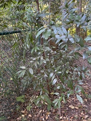 Nectandra coriacea