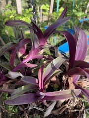 Crinum × amabile