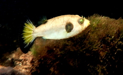 Arothron immaculatus