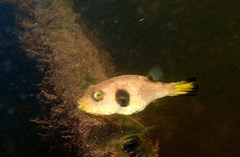 Arothron immaculatus