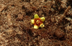 Avicennia marina