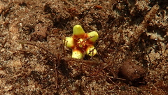 Avicennia marina