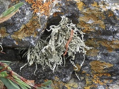 Ramalina