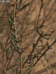 Haloxylon persicum