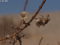 Haloxylon persicum