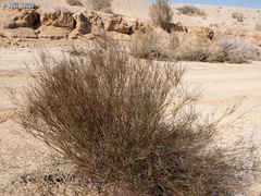 Lavandula coronopifolia