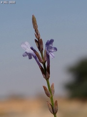 Lavandula coronopifolia