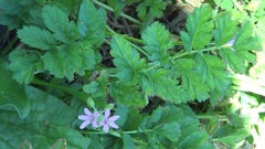 Erodium