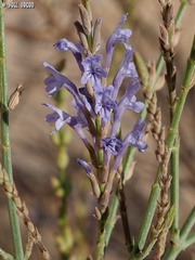 Lavandula coronopifolia
