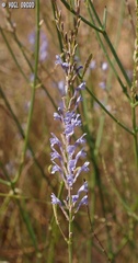 Lavandula coronopifolia