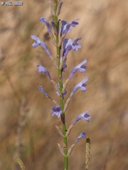Lavandula coronopifolia