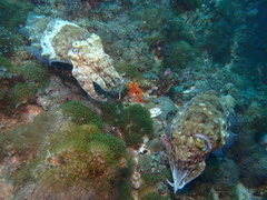 Sepia latimanus