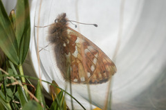 Boloria