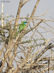 Merops cyanophrys