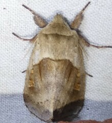 Bellura densa
