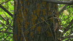 Phylloscopus trochilus