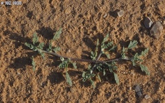 Neurada procumbens