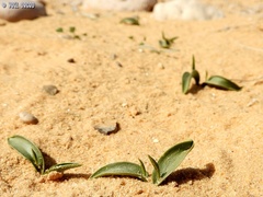 Ophioglossum polyphyllum