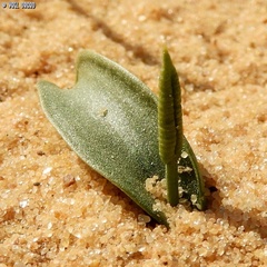 Ophioglossum polyphyllum