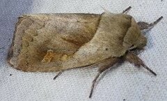 Bellura densa