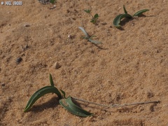Ophioglossum polyphyllum