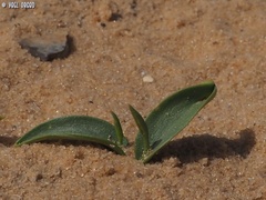 Ophioglossum polyphyllum