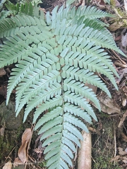Dryopteris erythrosora