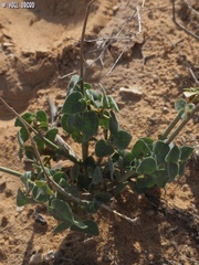 Pergularia tomentosa