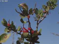 Plicosepalus acaciae