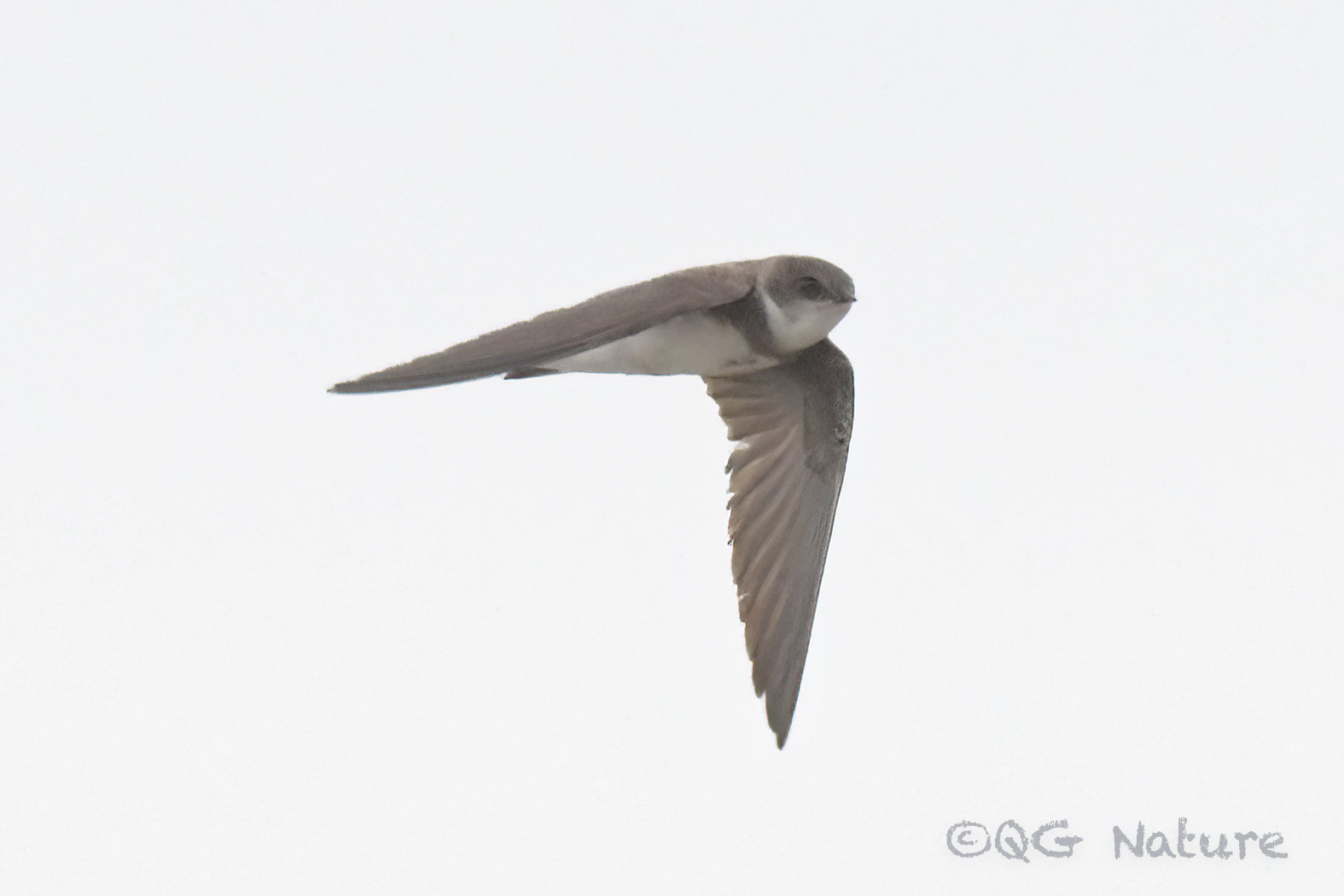 Sand Martin