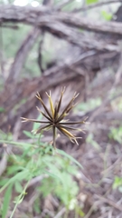 Bidens leptocephala