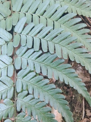 Dryopteris erythrosora