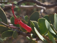 Plicosepalus acaciae