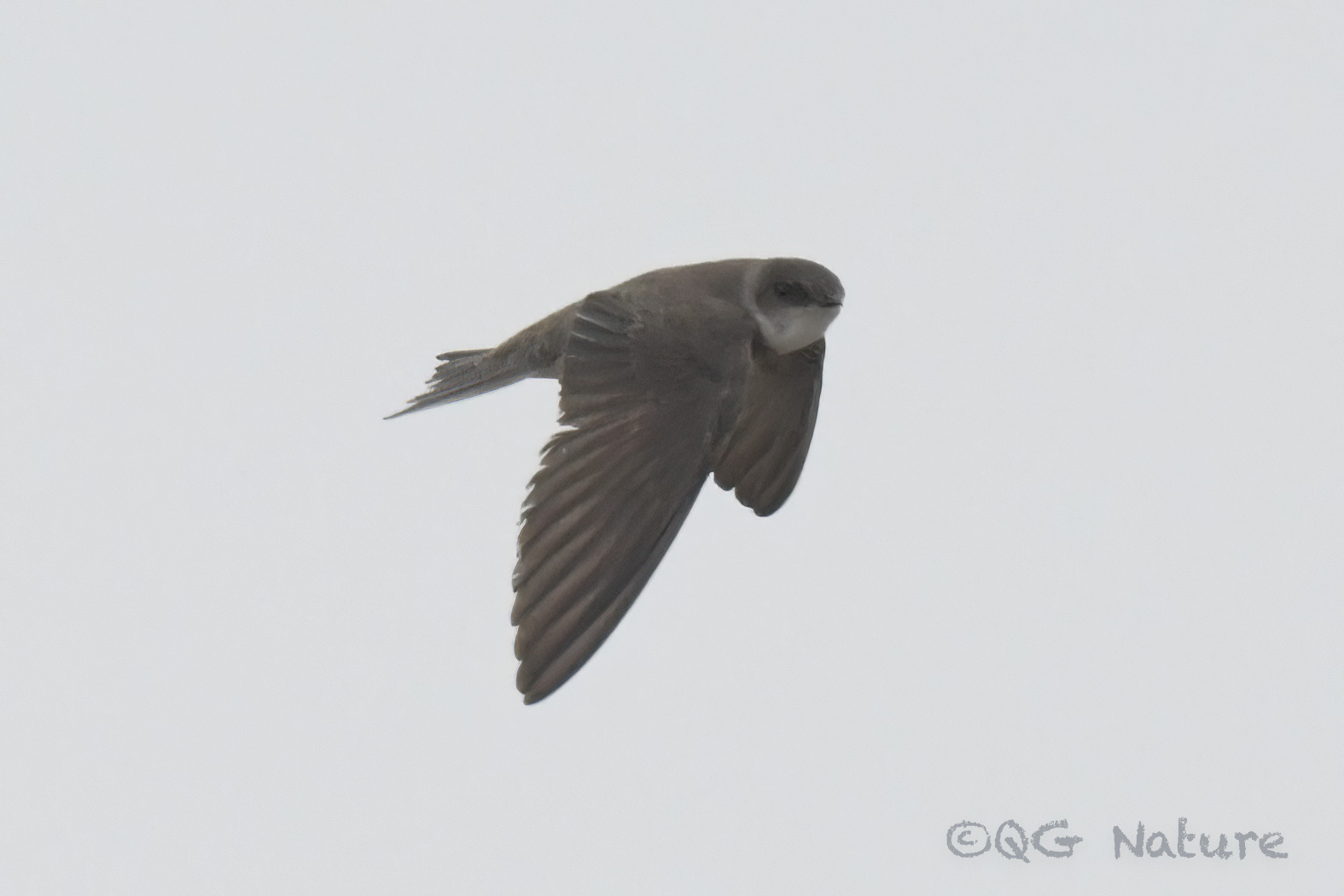 Sand Martin