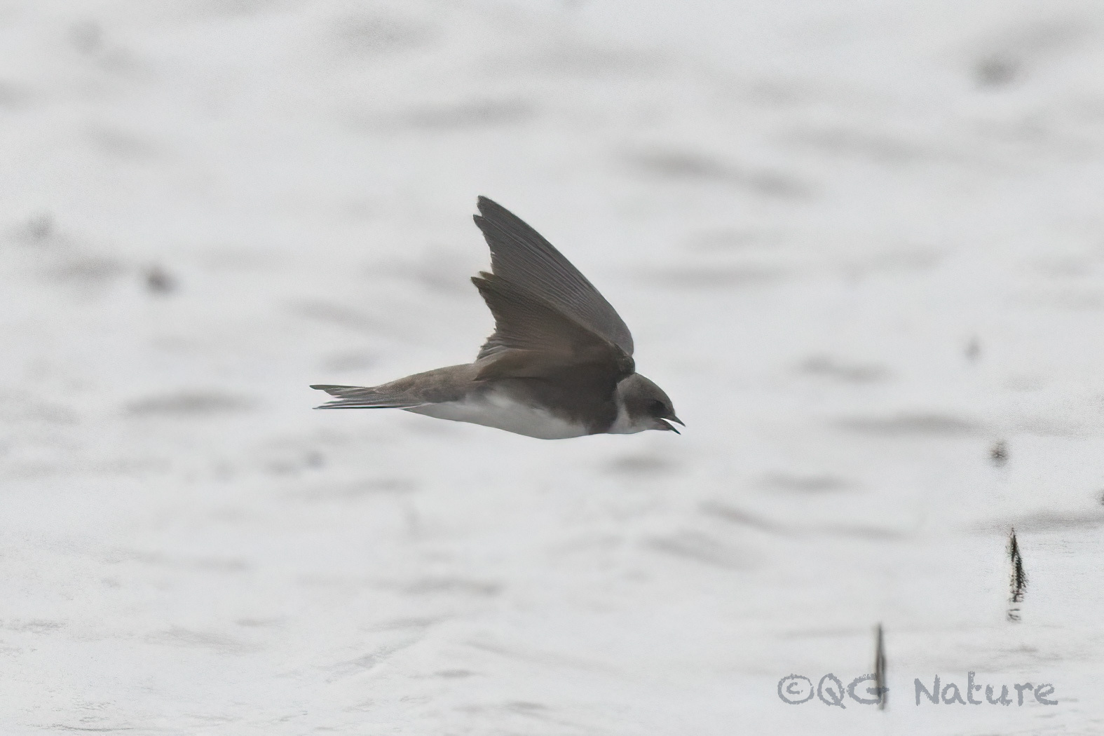 Sand Martin