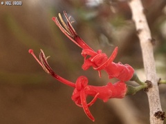 Plicosepalus acaciae