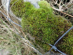 Schistidium apocarpum