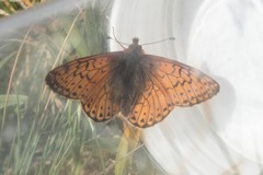 Boloria