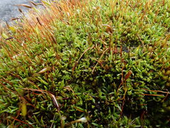 Aloina aloides