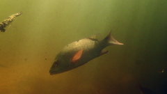 Lutjanus argentimaculatus