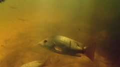 Lutjanus argentimaculatus