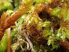 Hypnum cupressiforme lacunosum