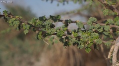 Vachellia tortilis raddiana