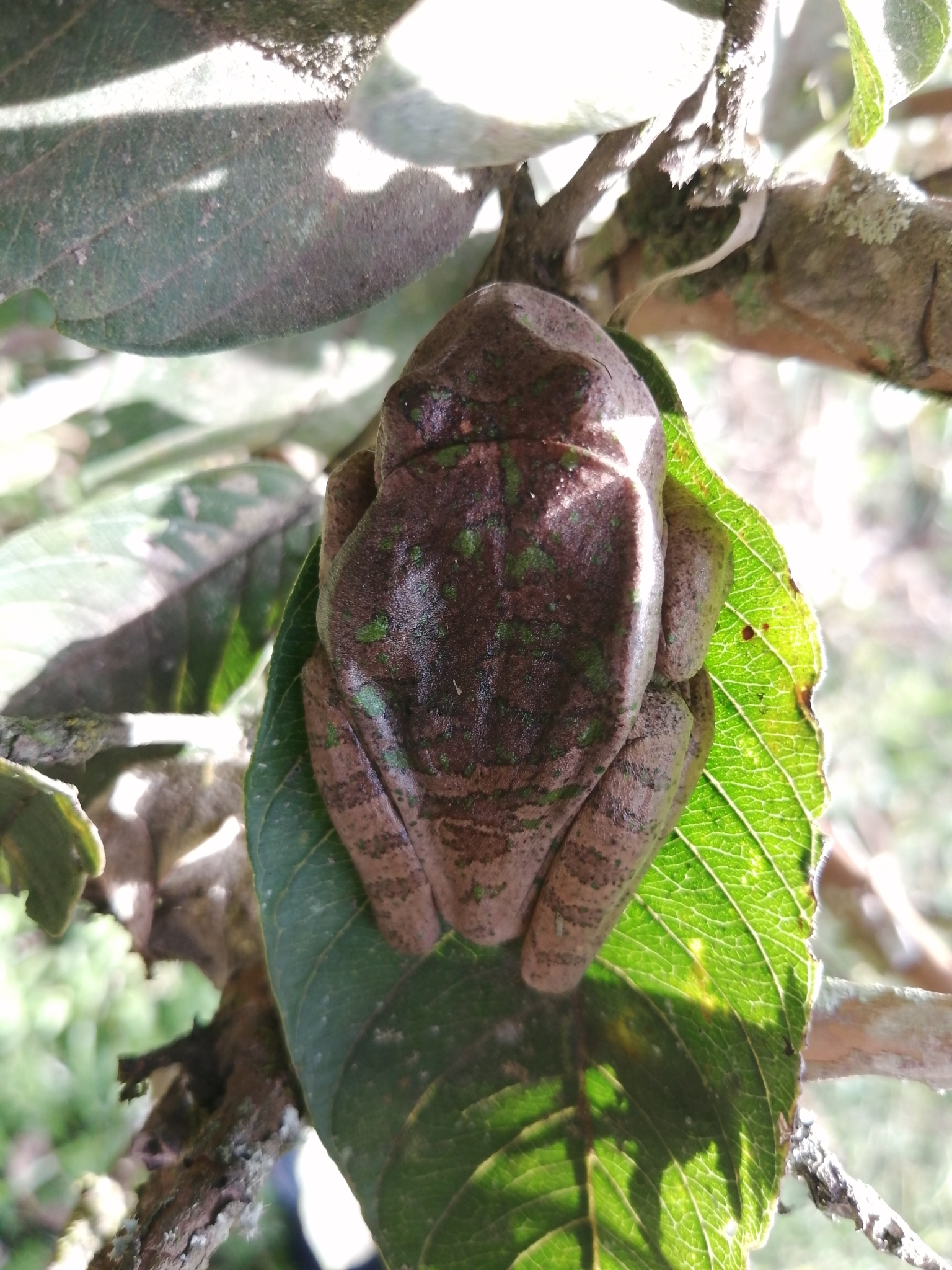 Espada's Marsupial Frog photo 2